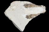 Oreodont (Merycoidodon) Partial Skull - Wyoming #123182-2